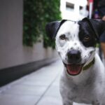 Hunde für Diabetiker